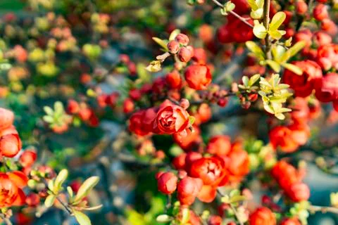 Blossom in springtime Stock Photos