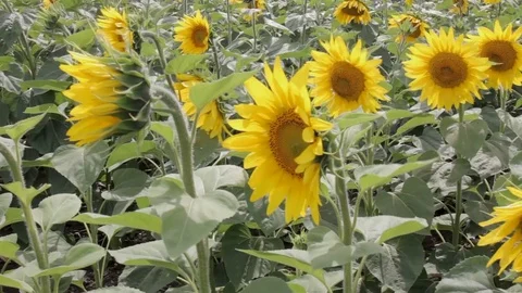Blossom Of Sunflowers. Stock Footage 79448442
