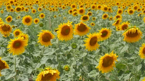 Blossom of the Sunflowers Stock Footage 130751006