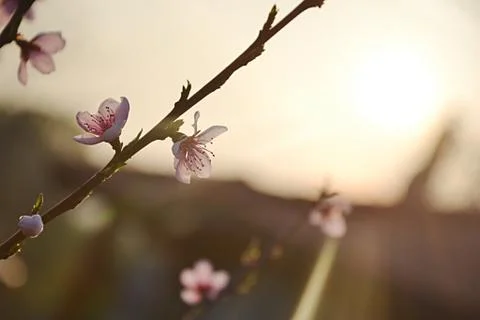 Blossom at sunset in spring Stock Photos