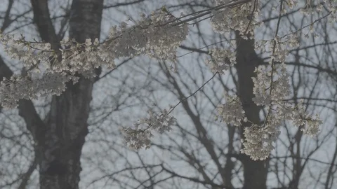Blossom swinging in the Wind - Sequence Stock Footage 128722088
