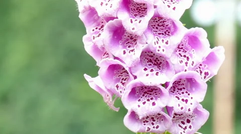 Blossom of a thimble Stock Footage 51500827