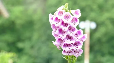 Blossom of a thimble in the garden Stock Footage 51500941