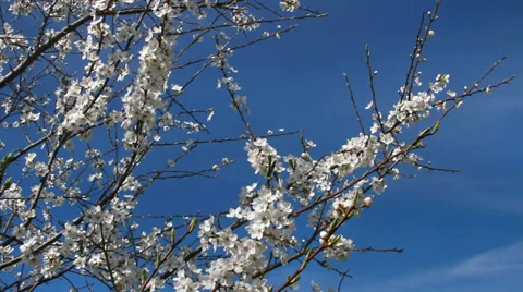 Blossom time. Stockbeeldmateriaal 37553119