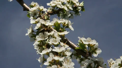 Blossom time. Stockbeeldmateriaal 37553250