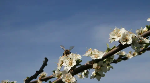 Blossom time. Stockbeeldmateriaal 37553253