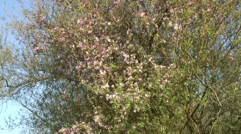 Blossom on tree 01 Video stock 49303088