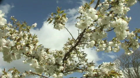 Blossom in Tree 3 Stock Footage 374891
