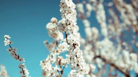 Blossom tree and bees Vídeo Stock 308912884