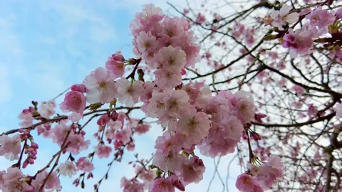 Blossom tree. Blooming Cherry branch with closeup spring pink flowers with dew Stock-Footage 152784142