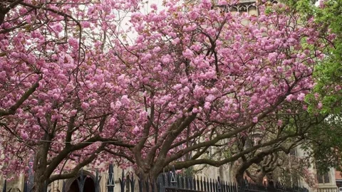 Blossom tree blowing in the wind Video stock 271295403