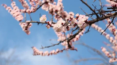 Blossom tree branch with bees Stock Footage 126703130