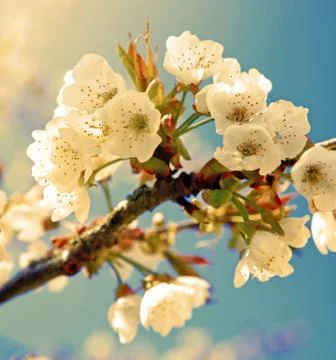 Blossom tree branches with sky at background. Stock Photos