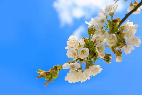 Blossom tree branches with sky at background. Foto stock