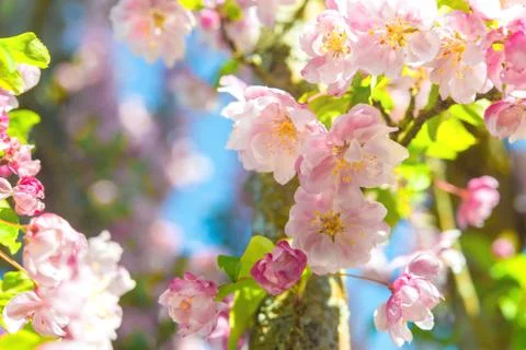 Blossom tree closeup Stock Photos