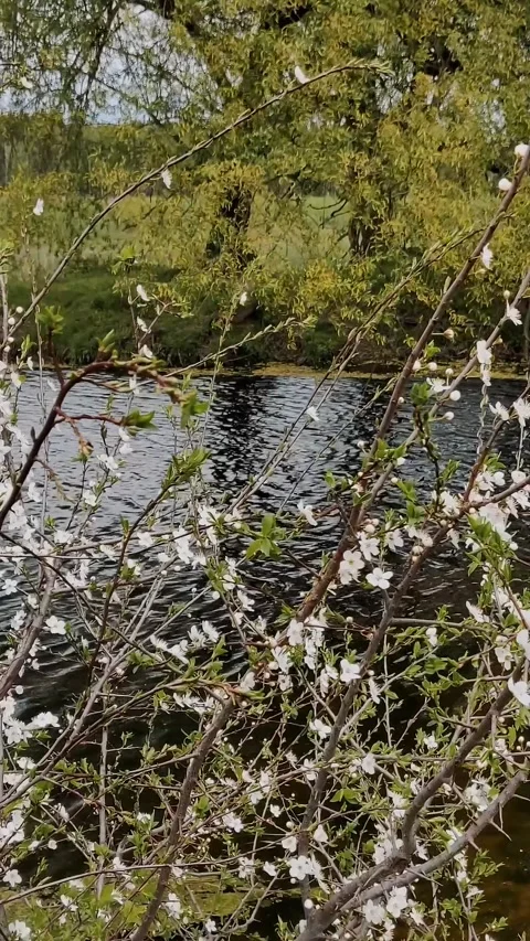 Blossom tree. flowering tree branches with white flowers. spring landscape. Stock Footage 319104722