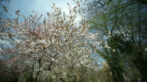 Blossom Tree 스톡 동영상 720901