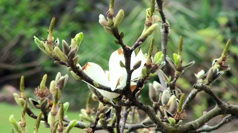 Blossom Tree Stock Footage 733453