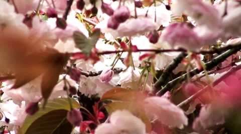 BLOSSOM TREE 動画素材 37321338