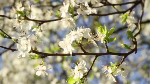 Blossom on tree Stock Footage 37811008
