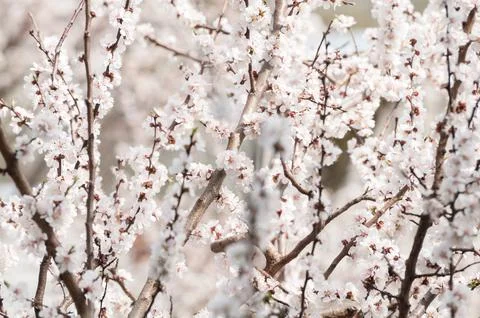 Blossom tree in the garden. Spring background Stock Photos