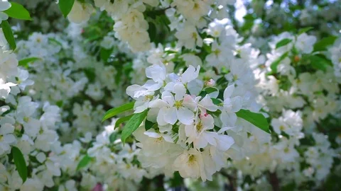 Blossom tree over nature background/ Spring flowers/Spring Background Stock Footage 124939487