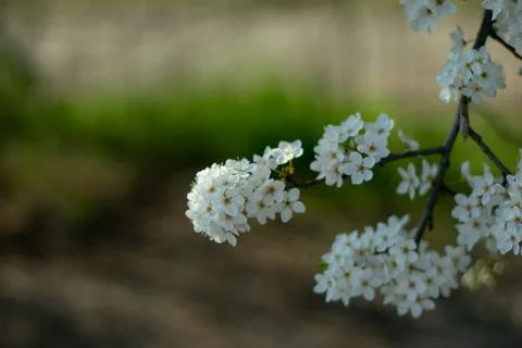 Blossom tree over nature background. Spring flowers. Spring Background Stock Photos