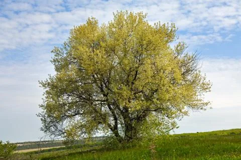 Blossom tree Stock Photos