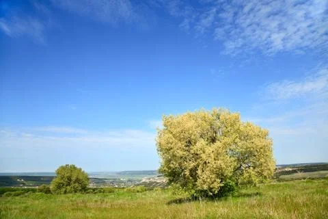 Blossom tree 스톡 사진