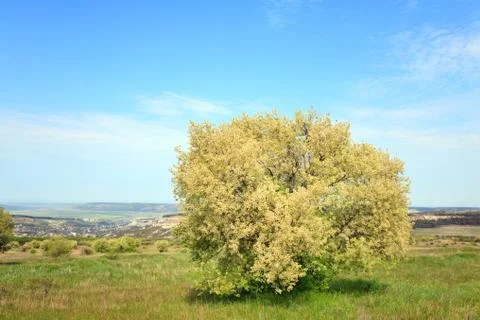 Blossom tree Stock Photos