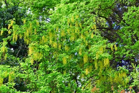 Blossom tree Stock Photos