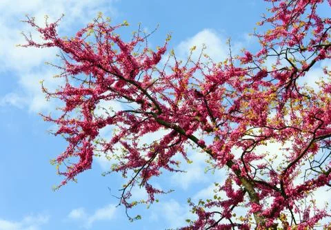 Blossom tree Stock Photos