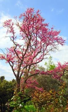 Blossom tree Stock Photos