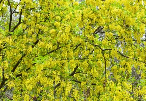 Blossom tree Stock Photos