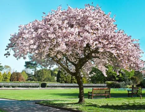 Blossom tree Stock Photos