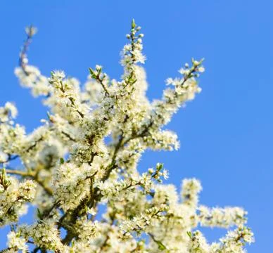 Blossom tree Stock Photos