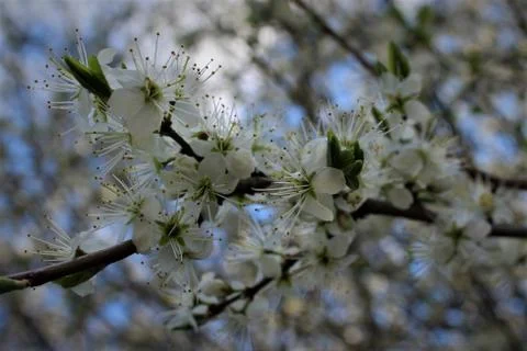 Blossom Tree Stock Photos