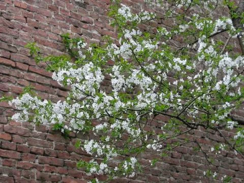 Blossom tree Stock Photos