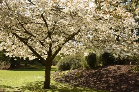 Blossom Tree Stock Photos