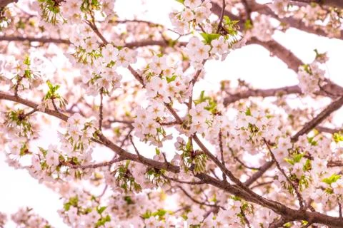 Blossom tree Foto stock