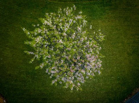 Blossom Tree Stock Photos
