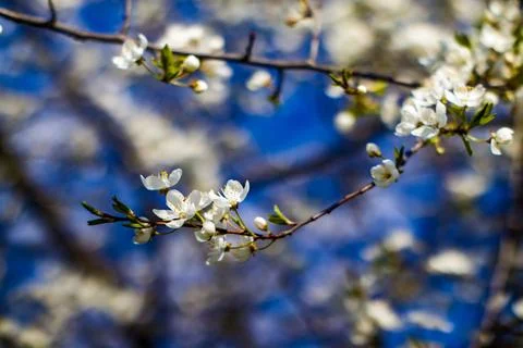 Blossom tree Stock Photos