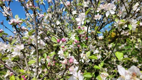 Blossom tree on a spring day Stock Footage 274528642