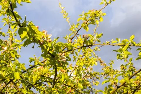 Blossom tree in Spring Stock Photos
