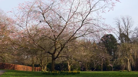 A blossom tree at the start of spring Vídeo Stock 126068377