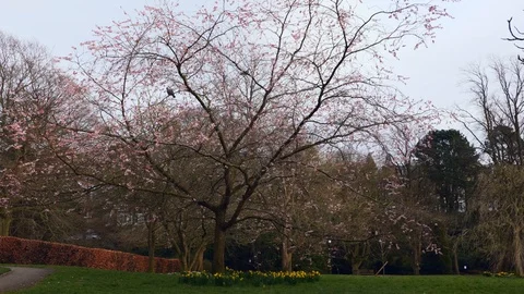 A blossom tree at the start of spring Vídeo Stock 126082426