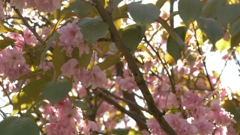 Blossom tree sun flare, tracking right to left. Stock-Footage 107775681