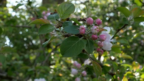 Blossom Tree Wood Stock Footage 129498858