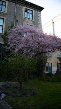 Blossom tree in the yard in spring Stock Photos