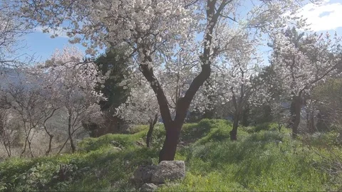 Blossom trees Delphi Stockbeeldmateriaal 125957126